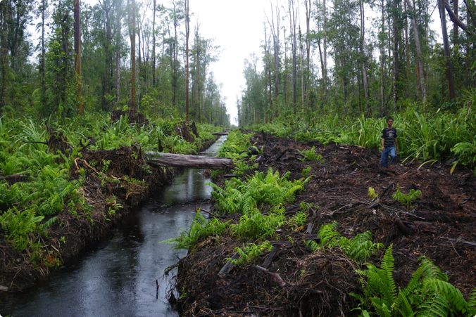 Mengenal Lahan Gambut Indonesia #5